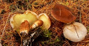 Klikni pro velký obrázek