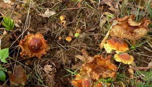 Klikni pro velký obrázek