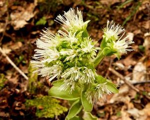 Devětsil bílý (Petasites albus)