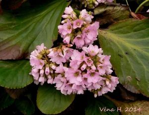 Bergénie srdčitá (Bergenia Cordifolia)