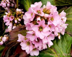 Bergénie srdčitá (Bergenia Cordifolia)