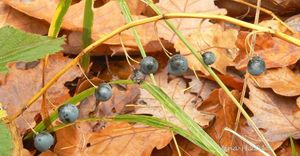 Kokořík mnohokvětý (Polygonatum multiflorum)