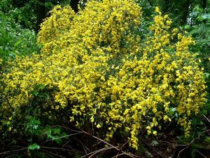 Janovec metlatý (Cytisus scoparius)