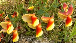 Janovec metlatý (Cytisus scoparius)