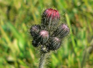 Jestřábník oranžový (Hieracium aurantiacum)