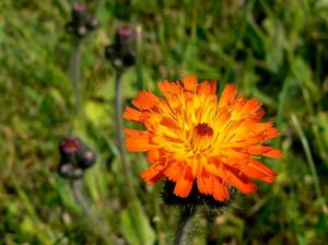 Jestřábník oranžový (Hieracium aurantiacum)