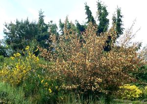 Janovec metlatý (Cytisus scoparius)