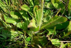 Jestřábník oranžový (Hieracium aurantiacum)