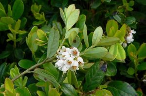 Brusnice brusinka  (Vaccinium vitis)