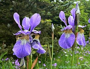 Kosatec sibiřský (Iris sibirica)