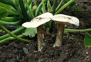 Tmavobělka bradavčitá - Melanoleuca verrucipes (Fr.) Singer