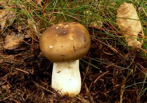 Holubinka bukovka - Russula heterophylla (Fr.) Fr. 1838