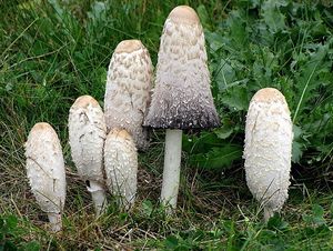 Hnojník obecný - Coprinus comatus (O.F. Müll.) Pers. 1797