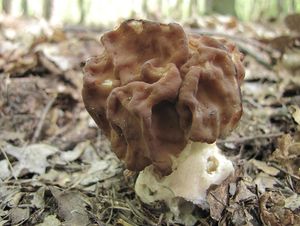 Klikni pro velký obrázek