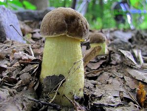 Klikni pro velký obrázek