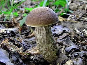 Klikni pro velký obrázek