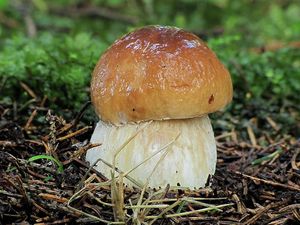 Klikni pro velký obrázek