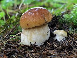 Klikni pro velký obrázek