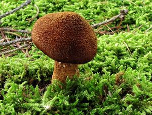 Klikni pro velký obrázek