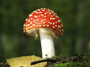 Klikni pro velký obrázek