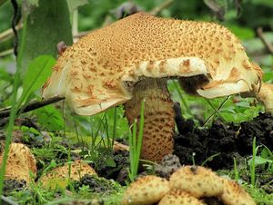 Klikni pro velký obrázek