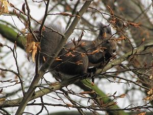 Habr obecný (Carpinus betulus)