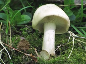 Klikni pro velký obrázek