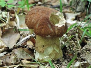 Klikni pro velký obrázek