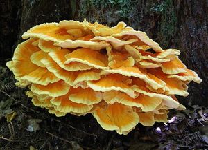 Sírovec horský - Laetiporus montanus Černý ex Tomšovský & Jankovský