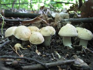 Klikni pro velký obrázek