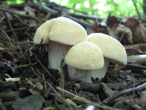 Klikni pro velký obrázek