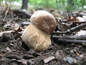 Klikni pro velký obrázek