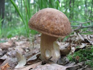 Klikni pro velký obrázek