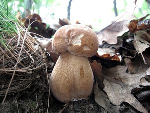 Klikni pro velký obrázek