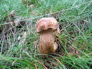 Klikni pro velký obrázek