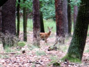 Klikni pro velký obrázek