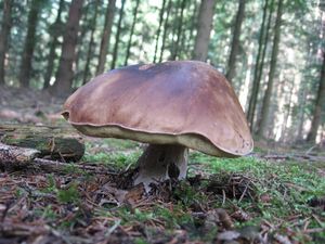 Klikni pro velký obrázek