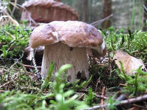 Klikni pro velký obrázek