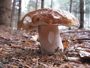 Klikni pro velký obrázek