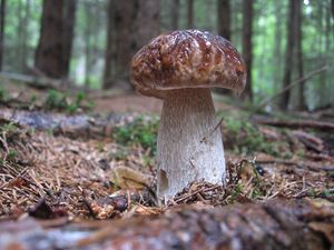 Klikni pro velký obrázek