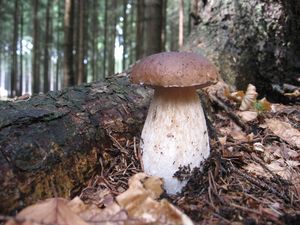 Klikni pro velký obrázek