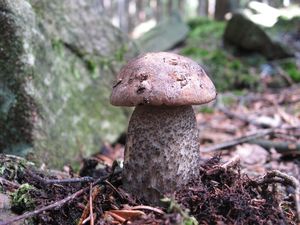 Klikni pro velký obrázek