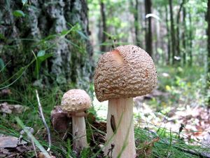 Klikni pro velký obrázek