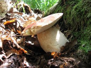 Klikni pro velký obrázek