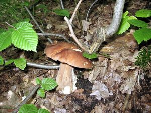 Klikni pro velký obrázek