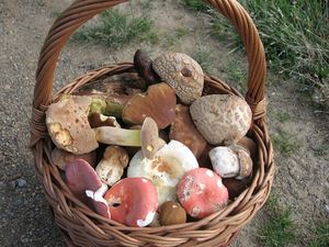 Klikni pro velký obrázek