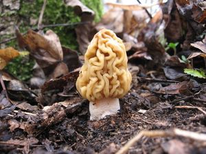 Klikni pro velký obrázek