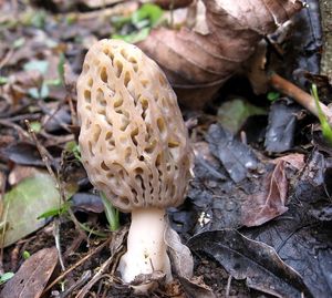 Klikni pro velký obrázek