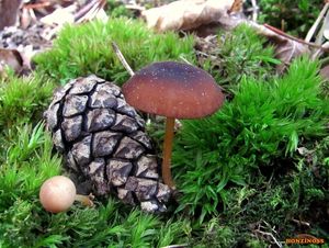 Klikni pro velký obrázek