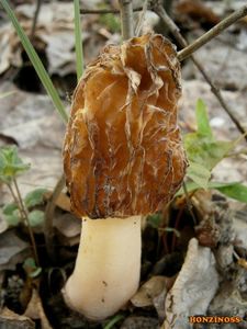 Klikni pro velký obrázek